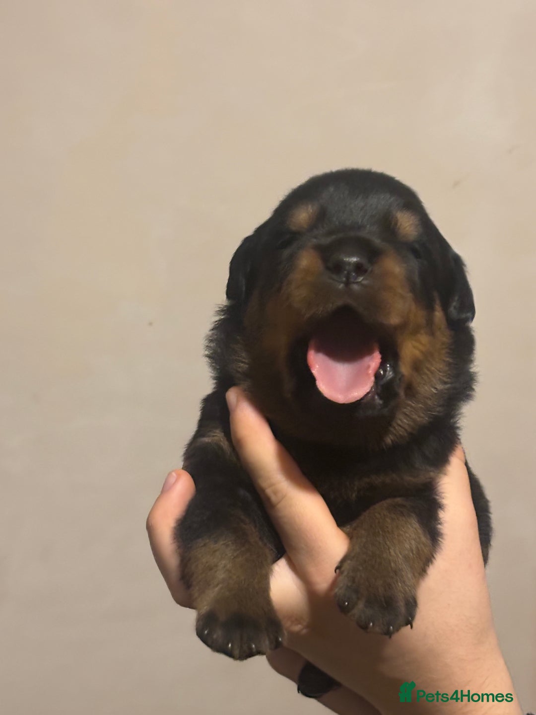Rottweiler dogs for sale: Rottweiler puppies - Image 1