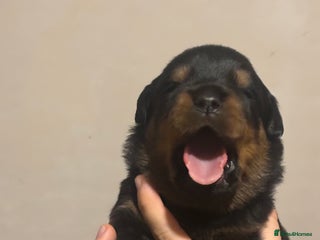 Rottweiler dogs - Advert 1