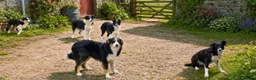 Border Collie dogs for sale: Beautiful 7 month old collie pups  in Newry - Advert 2
