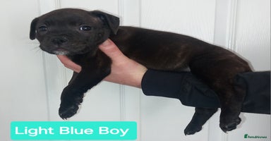 Staffordshire Bull Terrier dogs Quality KC SBT Boys - Advert 8