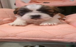 Shih Tzu dogs for sale: Shih Tzu puppies  - Image 6