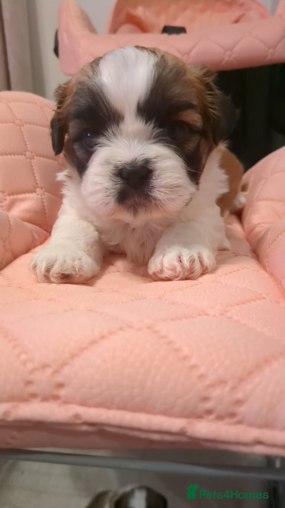 Shih Tzu dogs for sale: Shih Tzu puppies  - Image 6
