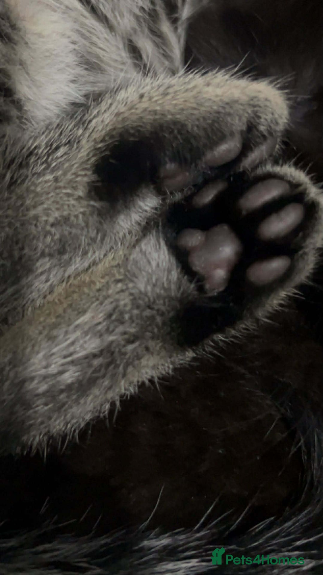 Mixed Breed cats for sale: Beautiful Kittens Looking for Loving Homes 🐾 - Advert 8