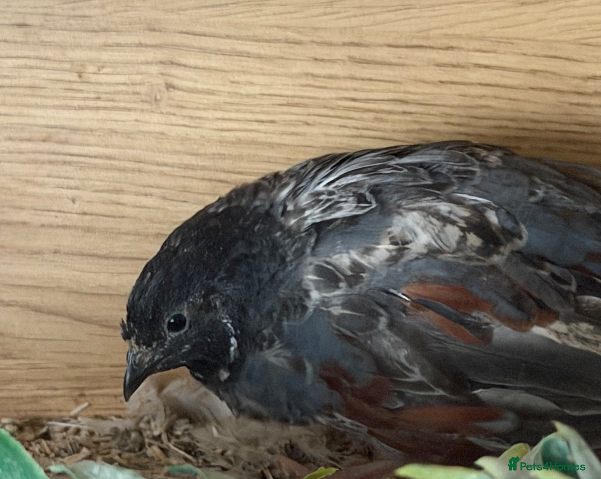 Quail poultry Chinese painted!Button male Quail  - Advert 16