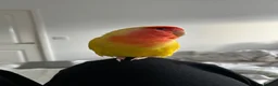Lovebirds birds for sale: Peach faced lovebird  - Advert 6