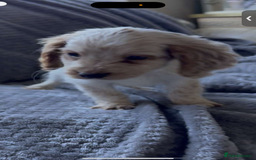 Cocker Spaniel dogs for sale: Cocker spaniel puppys  - Image 6