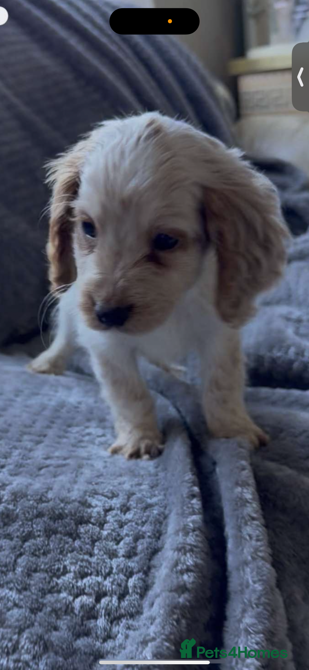 Cocker Spaniel dogs for sale: Cocker spaniel puppys  - Image 6