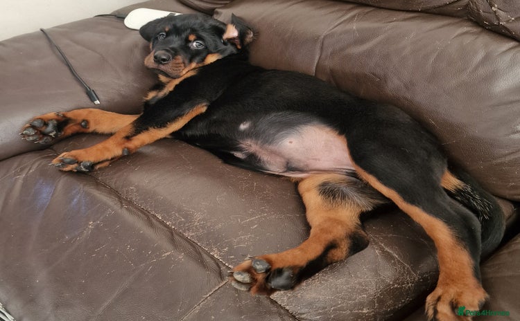 Rottweiler dogs - Advert 9