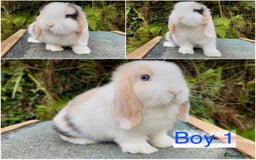 Mini Lop rabbits for sale: Baby mini lops ready now  - Image 1