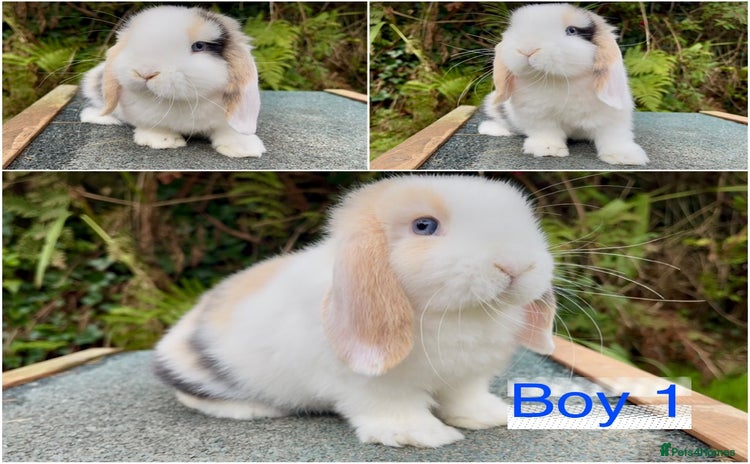 Mini Lop rabbits - Advert 3