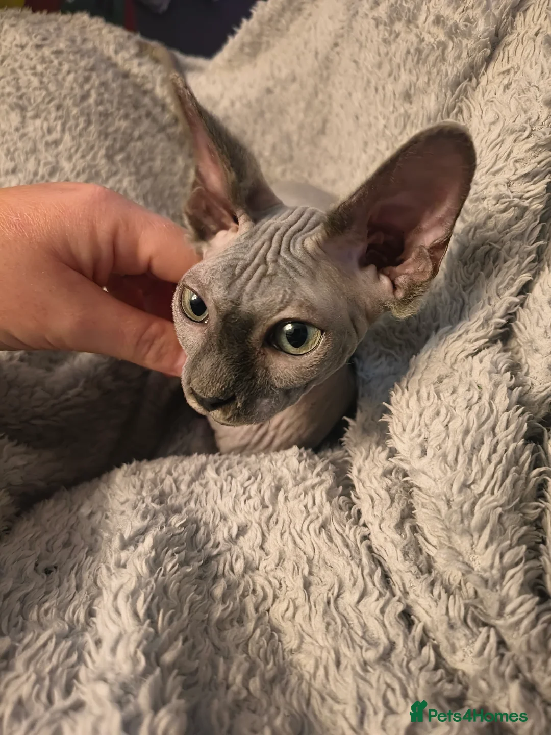 Sphynx cats for sale: Mother and son Sphynx for sale - Advert 3