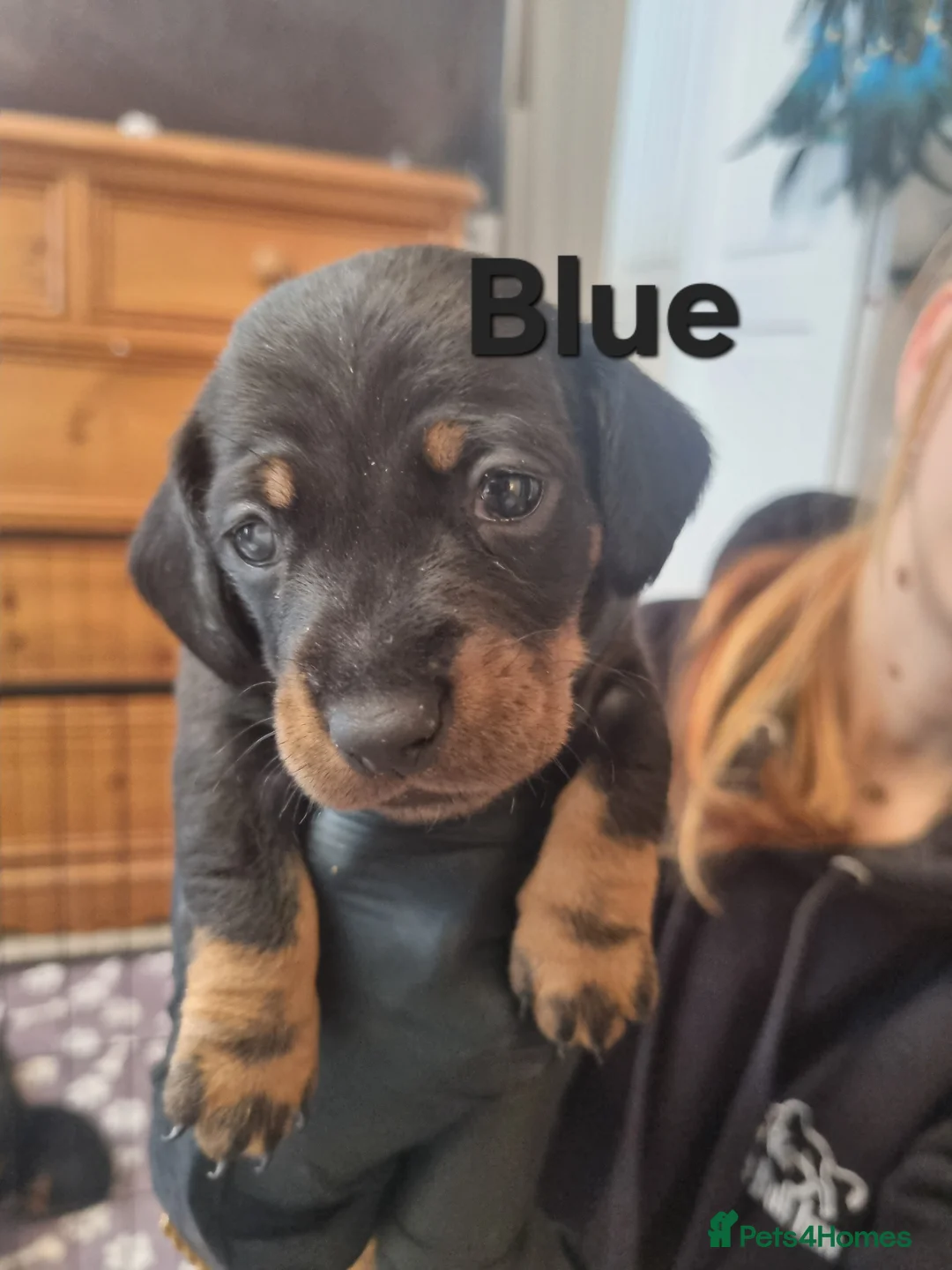 Miniature Dachshund dogs for sale: Gorgeous Miniature Dachschund puppies - Advert 1
