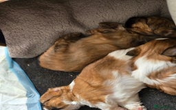 Shih Tzu dogs for sale: Gorgeous boys  - Image 4