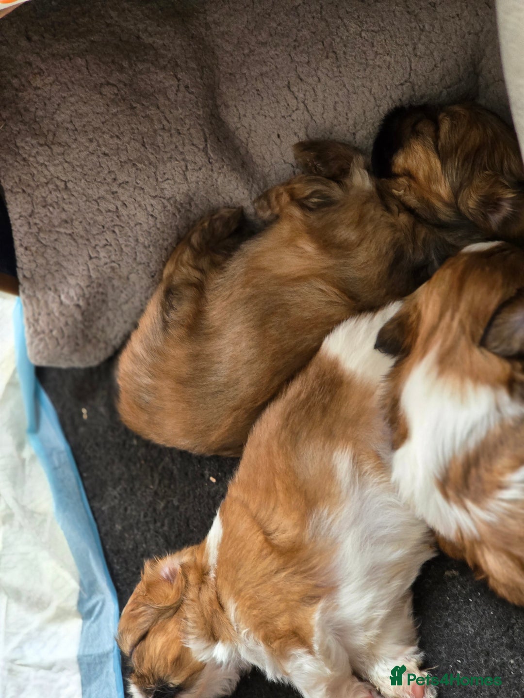 Shih Tzu dogs for sale: Gorgeous boys  - Image 4