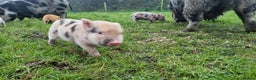 Pig livestock for sale: Minature Pigs (7/8 Juliana) - Advert 13