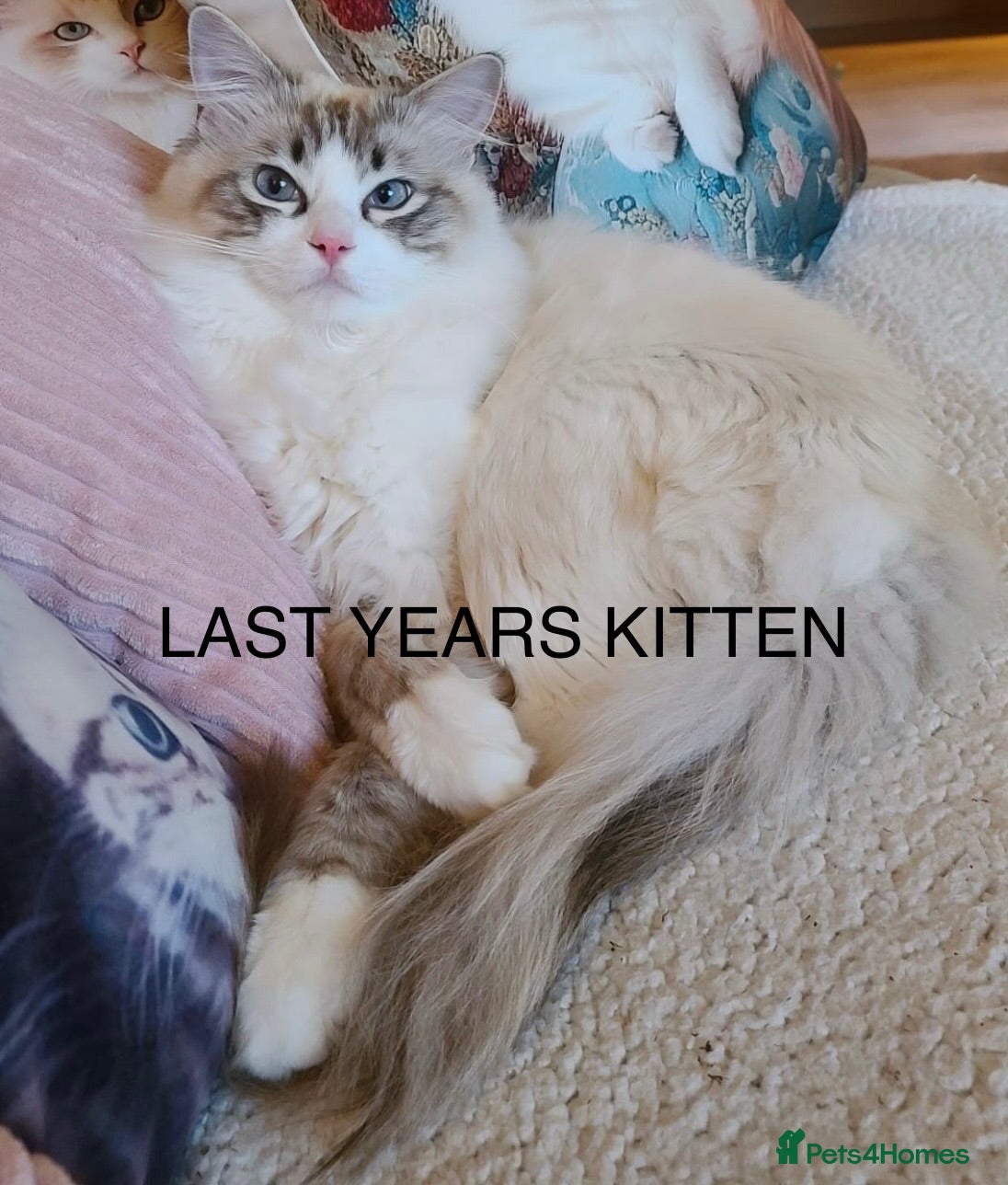 Ragdoll cats 😻 LAST HANDSOME MALE RAGDOLL KITTEN READY NOW 😻 - Advert 2
