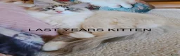 Ragdoll cats for sale: 😻READY NOW RAGDOLL KITTENS BI COLOUR/LYNX 😻 - Advert 11