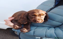 Cocker Spaniel dogs for sale: Working cocker spaniel pups - Image 12