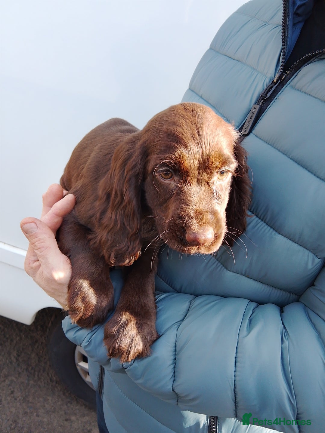 Cocker Spaniel dogs for sale: Working cocker spaniel pups - Image 12