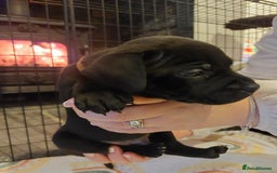 Staffordshire Bull Terrier dogs for sale: *2 left* Stunning Chunky KC Staffy Pups - Image 12