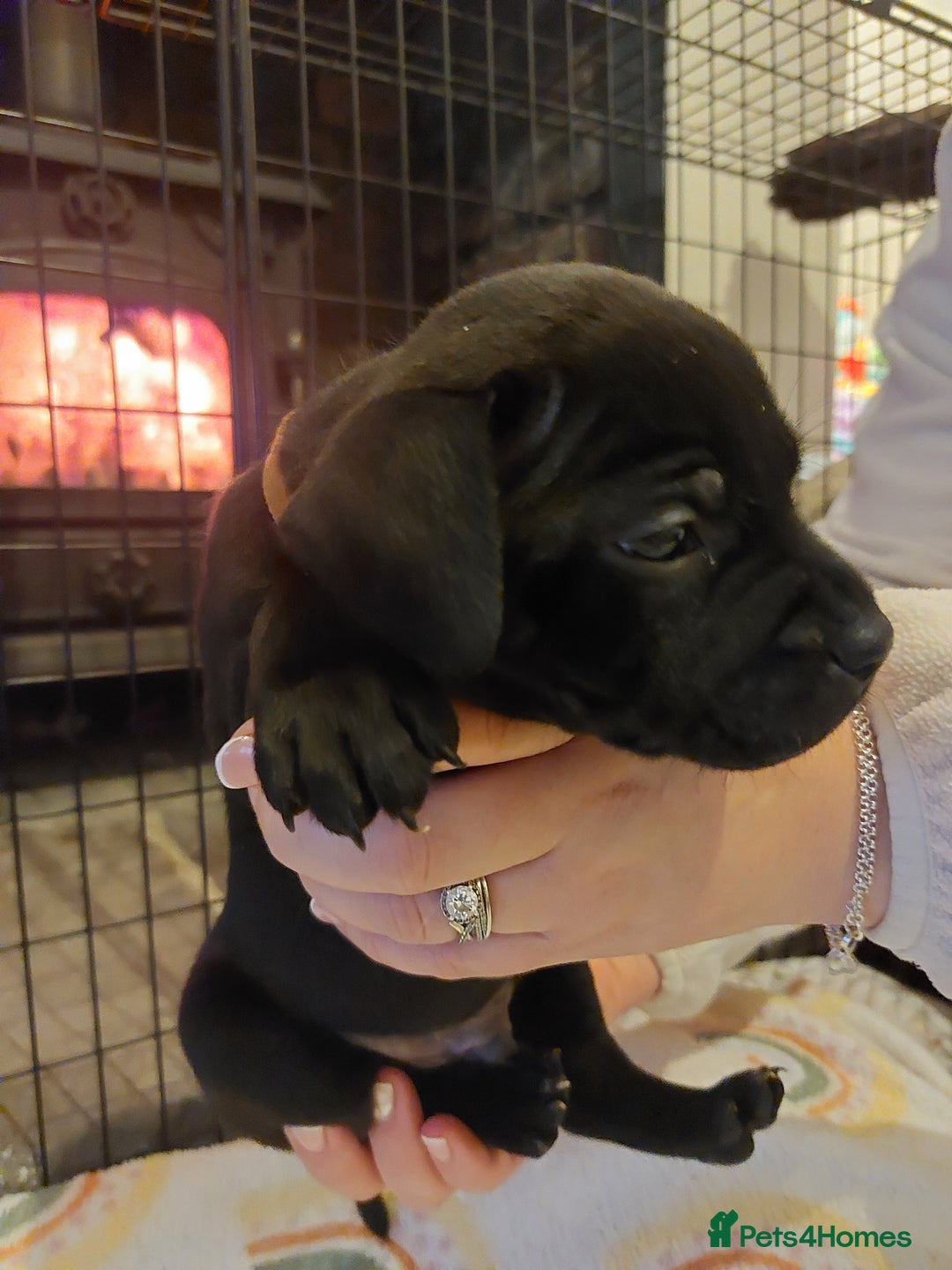 Staffordshire Bull Terrier dogs for sale: *2 left* Stunning Chunky KC Staffy Pups - Image 12
