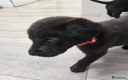 Labrador Retriever dogs for sale: Black boy labradors from working/gun dogs - Image 3