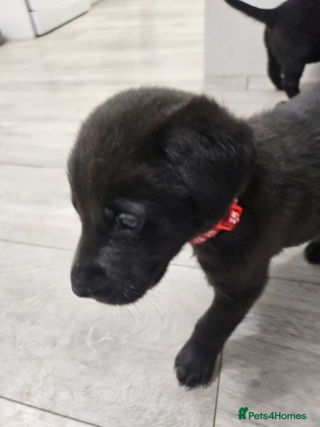 Labrador Retriever dogs for sale: Black boy labradors from working/gun dogs - Image 3
