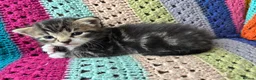 Mixed Breed cats for sale: Adorable Bengal x Shorthair Kittens - Advert 20