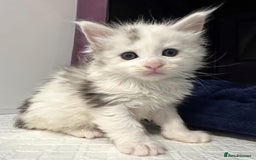 Maine Coon cats for sale: Gorgeous Registered Maine Coon Kittens  - Image 7