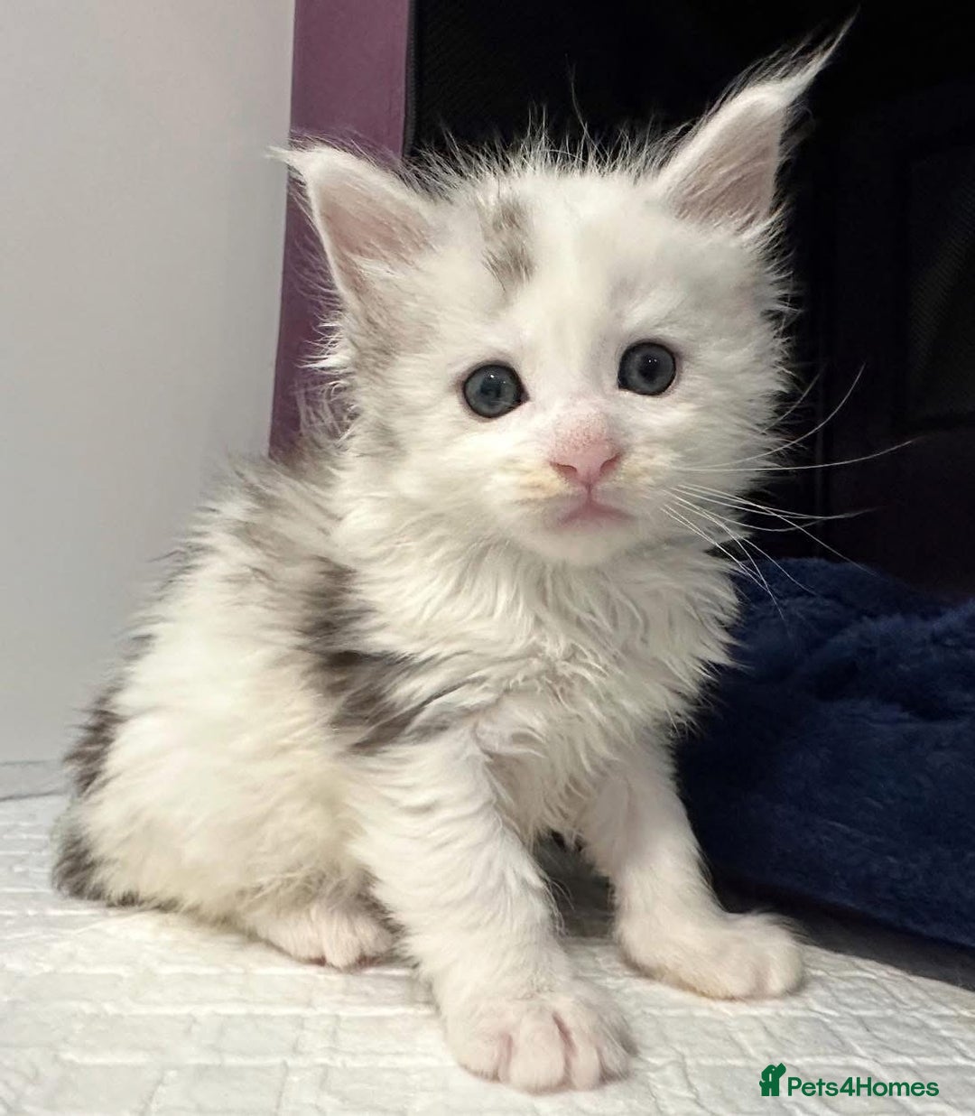 Maine Coon cats for sale: Gorgeous Registered Maine Coon Kittens  - Image 7