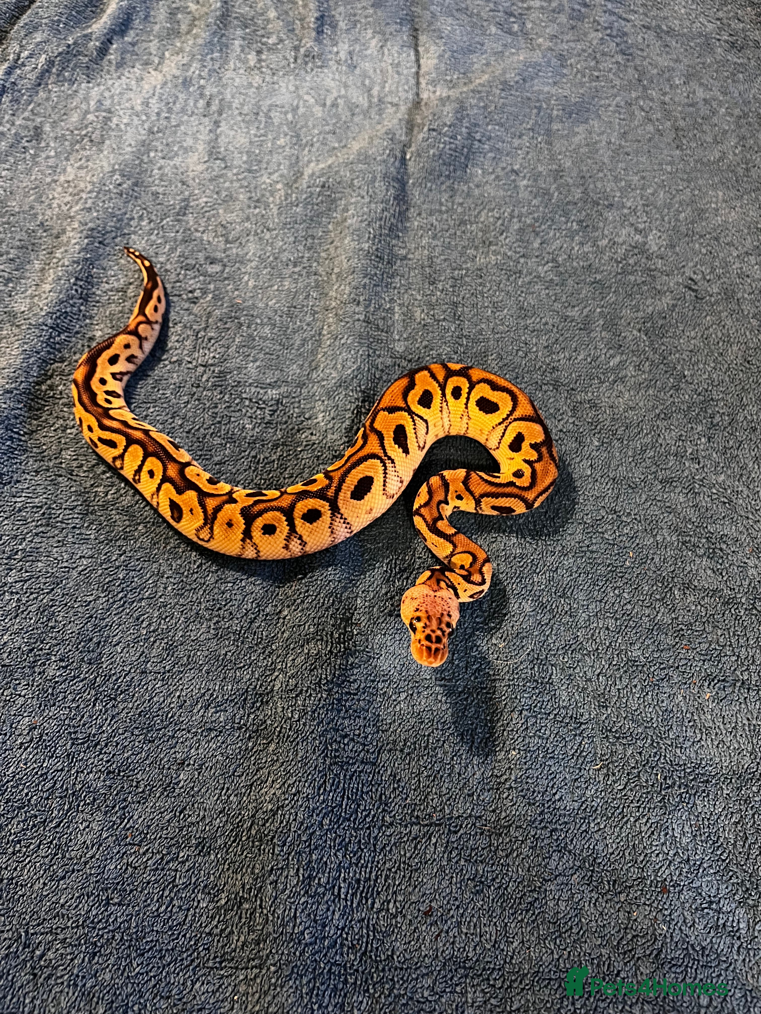 Python Snake reptiles 3 Male Royal Pythons for Sale - Advert 1