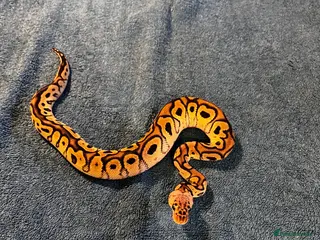 Python Snake reptiles 3 Male Royal Pythons for Sale - Advert 1