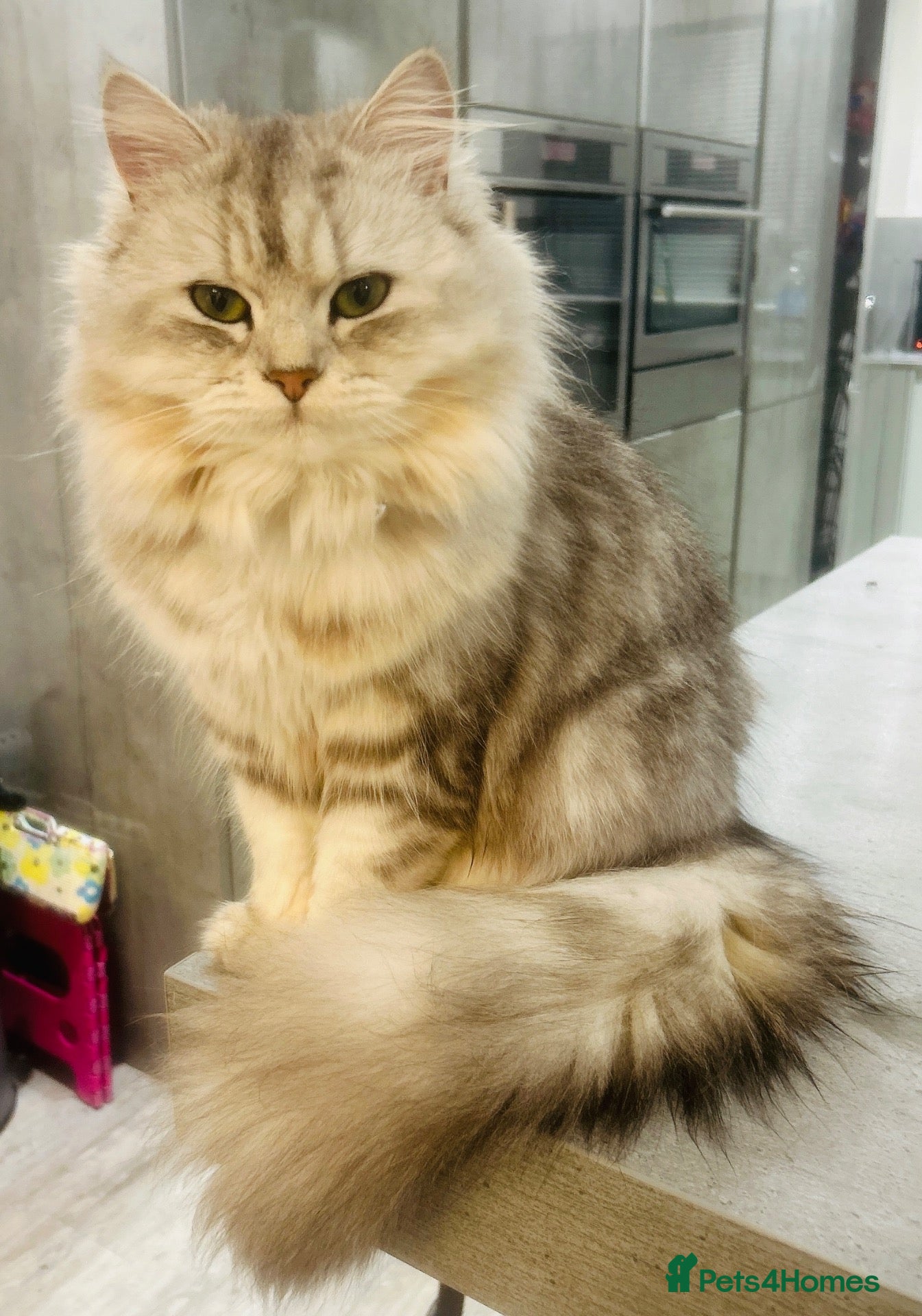 Persian cats 5 beautiful fluffy Persian crosses.  - Advert 9