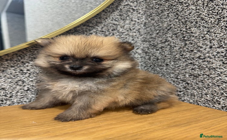 Pomeranian dogs - Advert 14