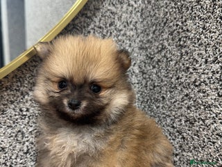 Pomeranian dogs KC registered Pomeranian puppies - Advert 14
