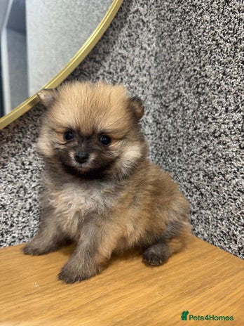 Pomeranian dogs - Advert 14