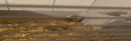 Hamster rodents for sale: Syrian hamster everything included  - Advert 3