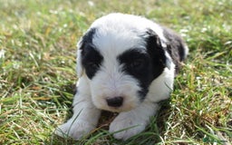 Old English Sheepdog dogs for sale: Stunning Old English Sheepdog Puppies KC Reg - Image 5