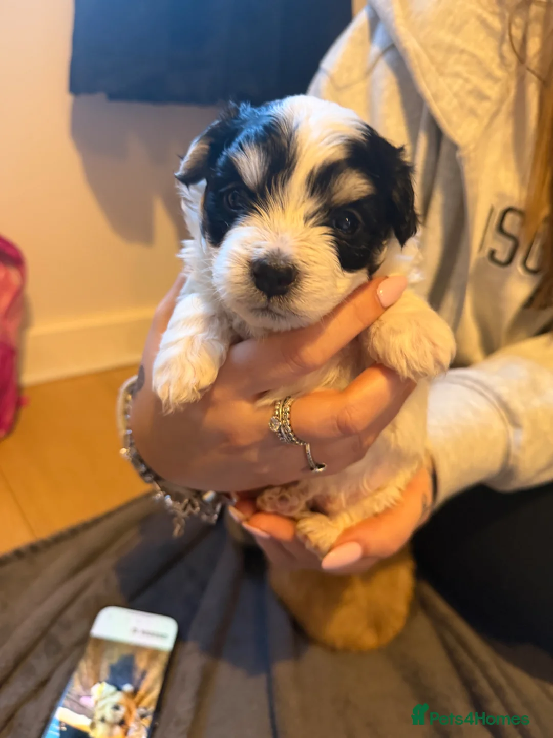 Maltipom dogs for sale: Maltipoms - Advert 7