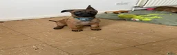 Belgian Shepherd Dog dogs for sale: Belgian Malinois pups ready to leave  - Advert 16