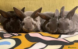 Rex rabbits for sale: Mini REX bunnies x 4  - Image 2