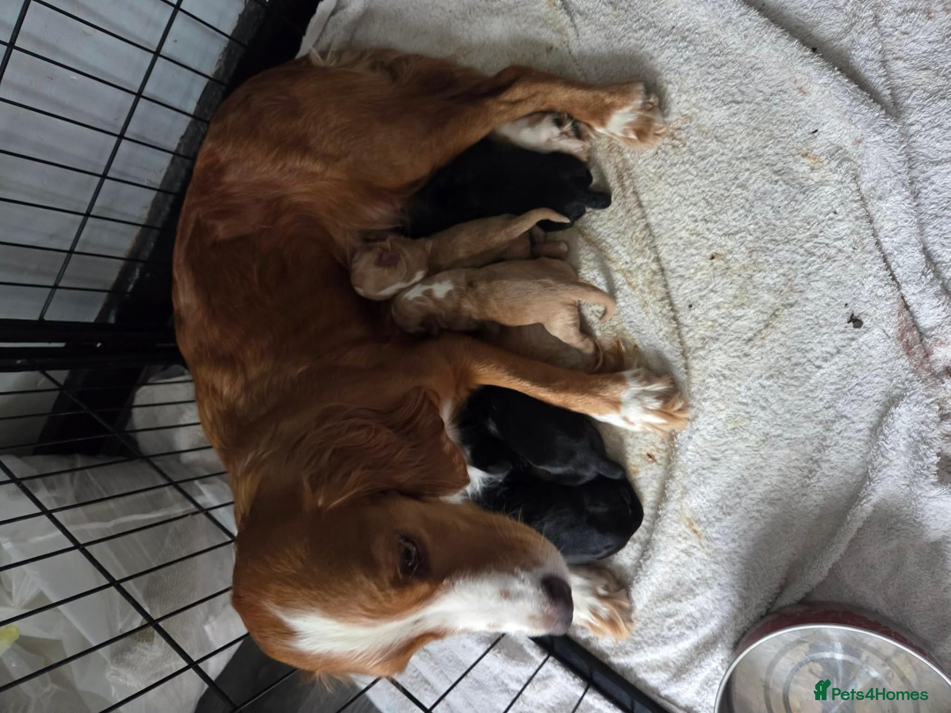 Cocker Spaniel dogs Beautiful litter of 5 male cocker spaniels  - Advert 1