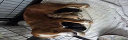 Cocker Spaniel dogs for sale: Beautiful litter of 5 male cocker spaniels  in Mansfield - Advert 1