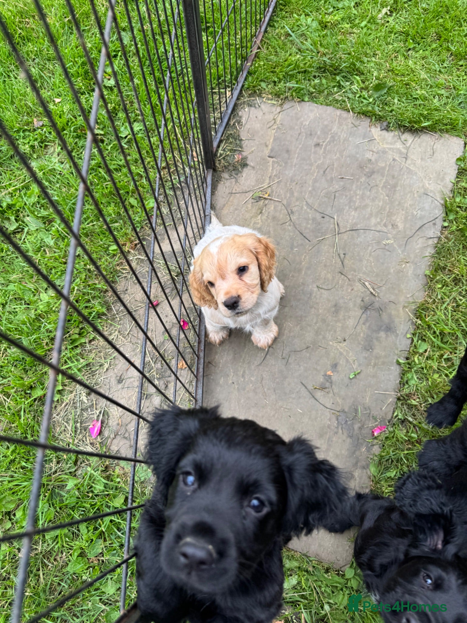 Cocker Spaniel dogs Working Cocker Spaniel Puppies - Advert 15