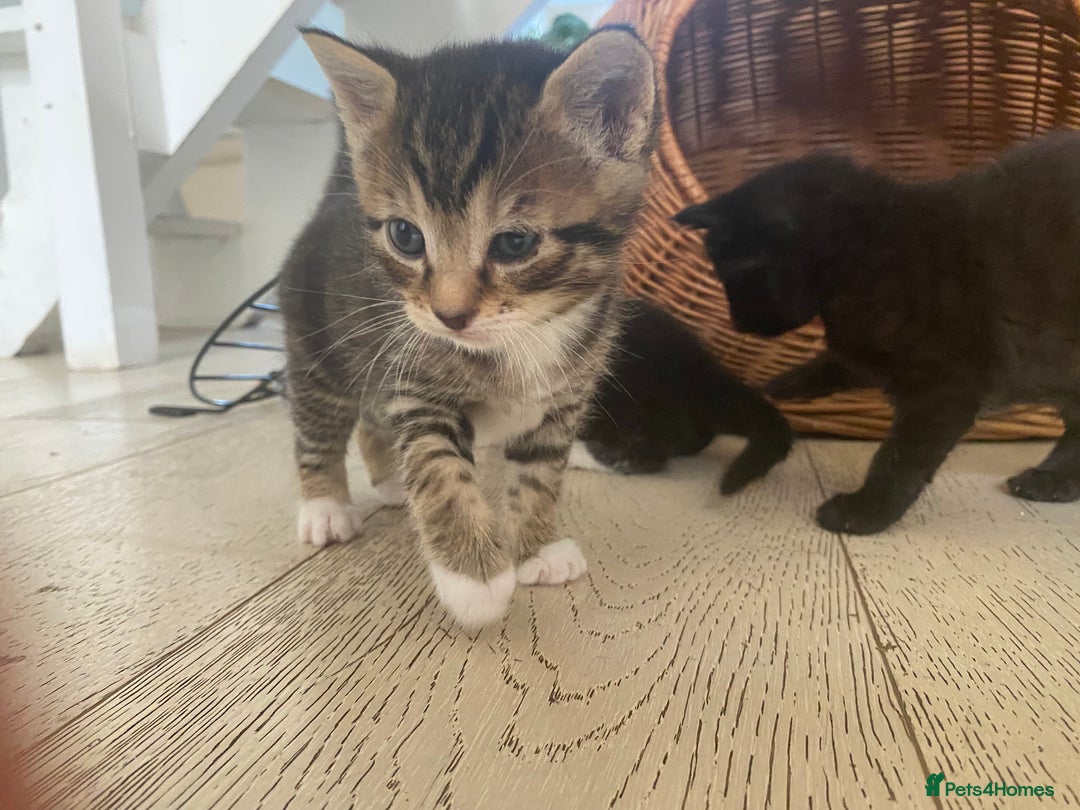 Mixed Breed cats for sale: Four beautiful little kittens - Image 23