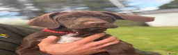 Mixed Breed dogs for sale: BITCH NOW AVAILABLE! GWP X Labrador puppies - Advert 6