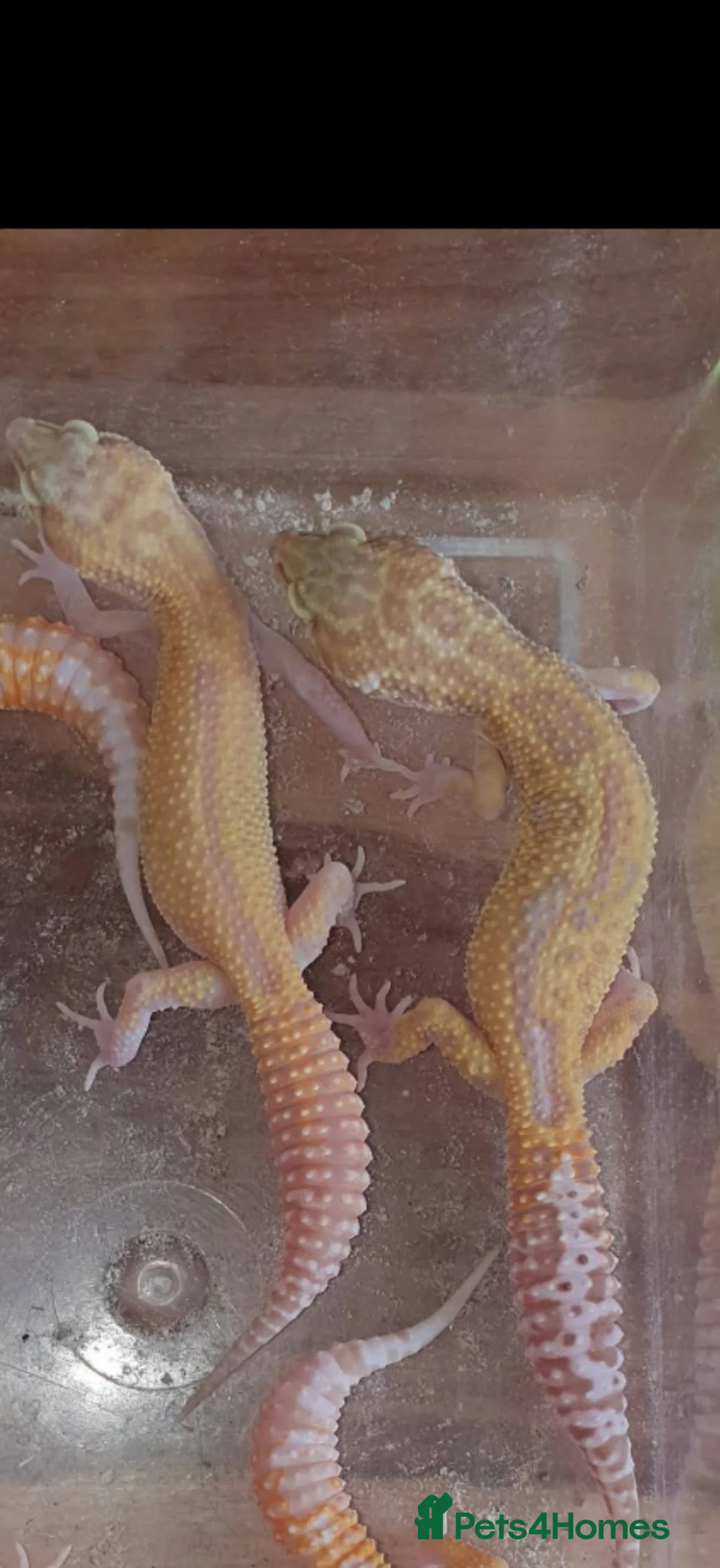 Gecko reptiles for sale: Leopard geckos for sale  - Advert 1