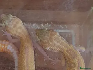 Gecko reptiles Leopard geckos for sale - Advert 5