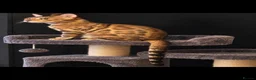 Bengal cats for sale: Prince and princesses seeking human slaves - Advert 9