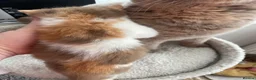 British Shorthair cats for sale: Champion Bloodline British Shorthair kittens  - Advert 4